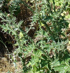 cirsium vulgare leaf 5645